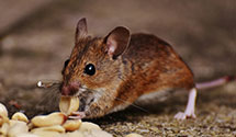 24 Hour & Emergency Exterminators in South Whitley, IN